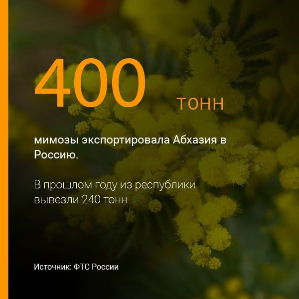 Более 400 тонн мимозы вывезли из Абхазии в Россию с начала сезона