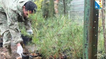 В Севастополе высадили саженцы сосны пицундской для сохранения лесов
