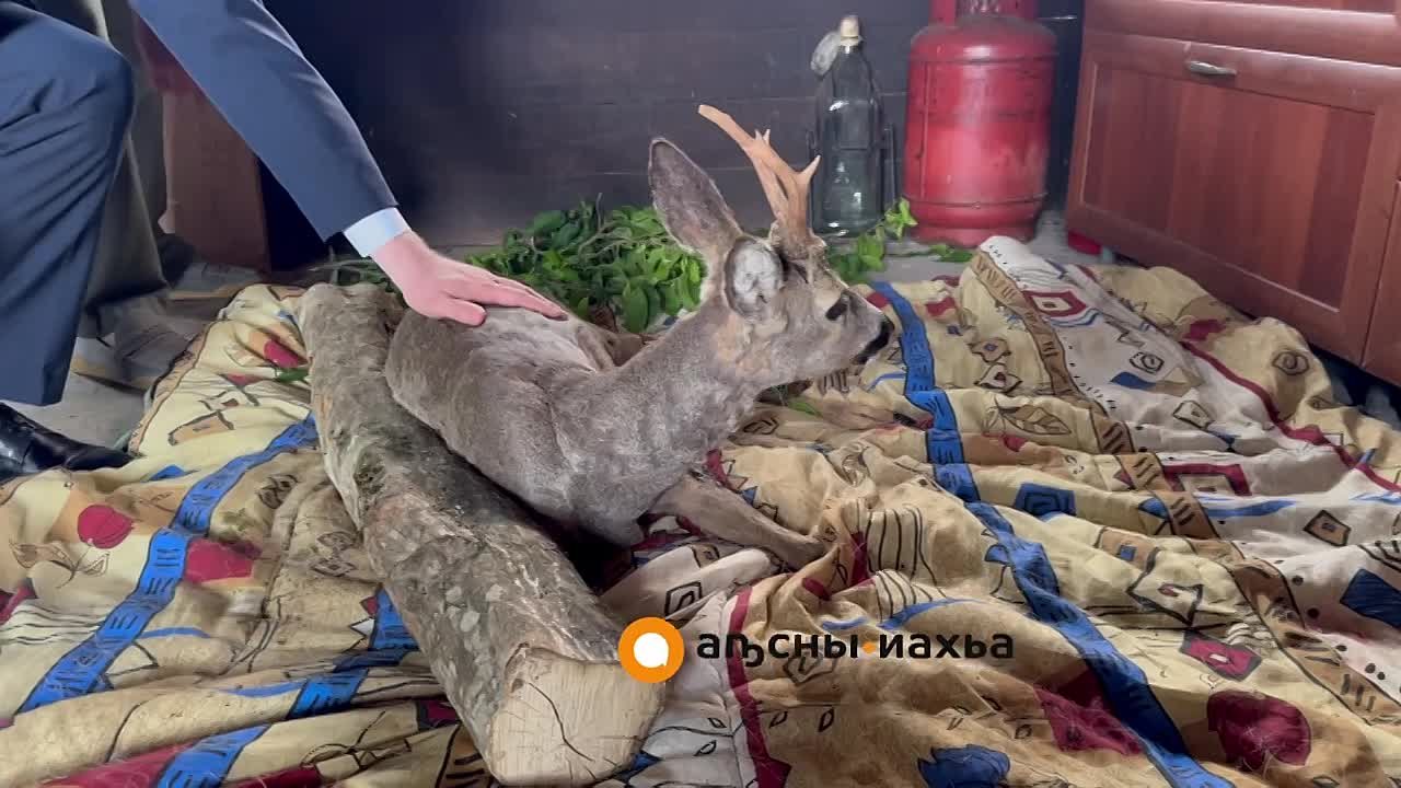 Косуля, сорвавшаяся со скалы в Рицинском нацпарке, идет на поправку