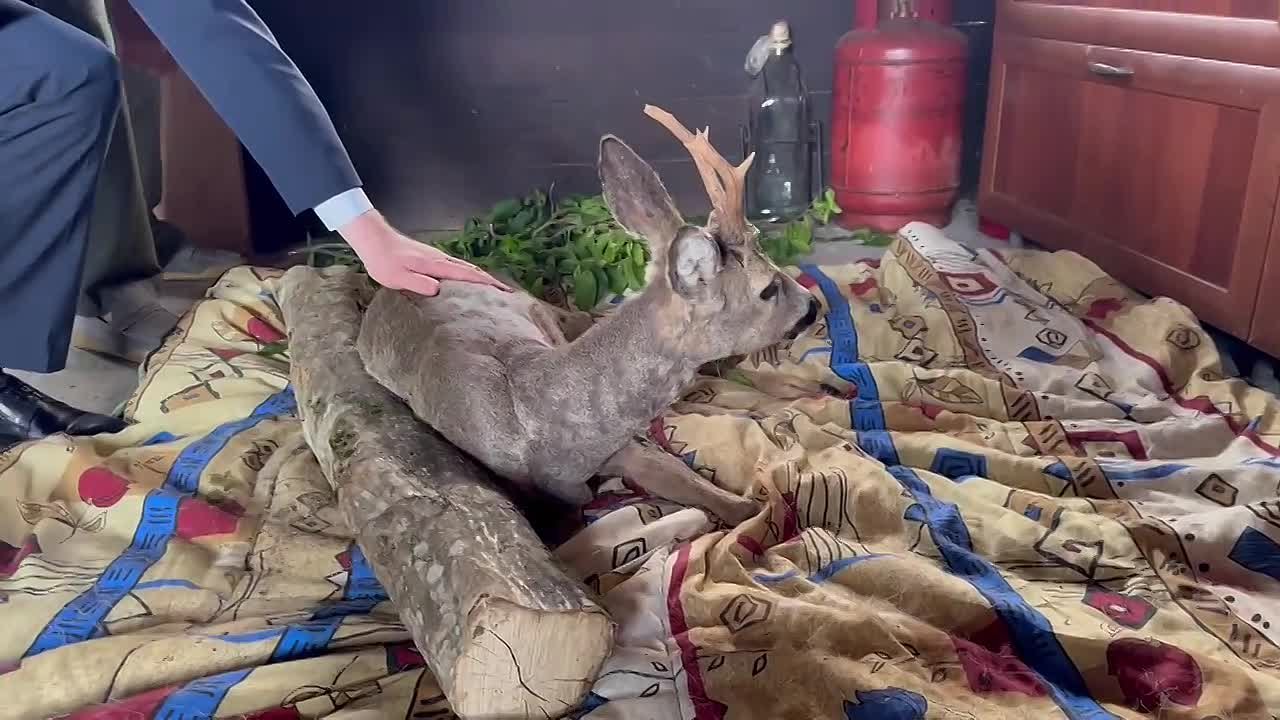 Пострадавшая косуля, обнаруженная в Рицинском нацпарке, идет на поправку