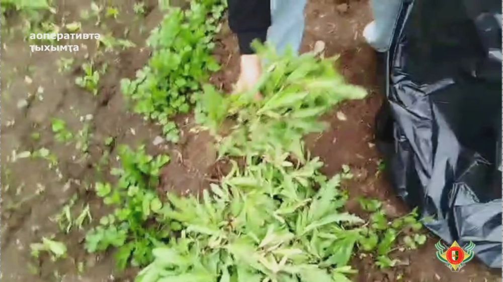 Амилициа аусзуца аоперативт-профилактикат усмагата нарыгоит заарыхра азин ыам аиааа ахьеиаау аыа рааршразы