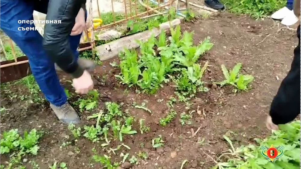 Сотрудники милиции продолжают оперативно-профилактические мероприятия по выявлению посевов запрещенных растений