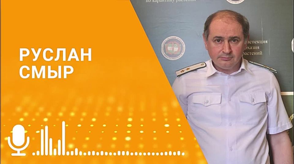 Абхазия и Россия подпишут межведомственное соглашение по карантину растений в 2025 году, рассказал начальник отдела внешнего карантина Госинспекции Абхазии Руслан Смыр в эфире радио Sputnik