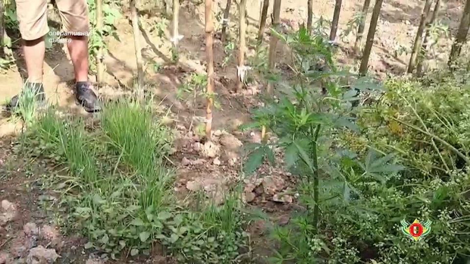 В Галском районе изъяли наркосодержащие растения в крупном размере