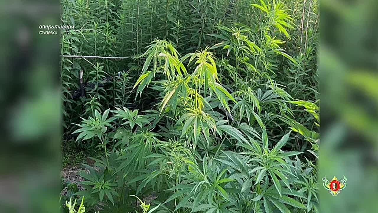 Жителя Очамчыры задержали по подозрению в выращивании конопли