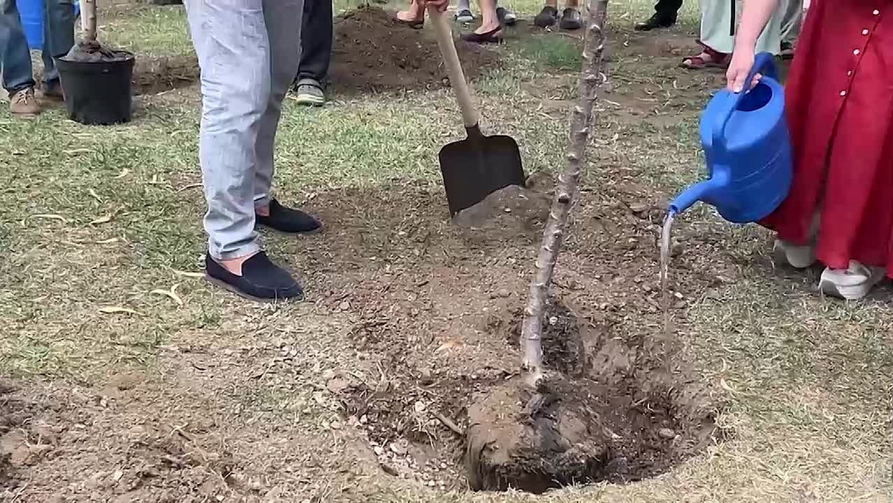 Пять деревьев сакуры появились на набережной Сухума возле кофейни "Брехаловка"