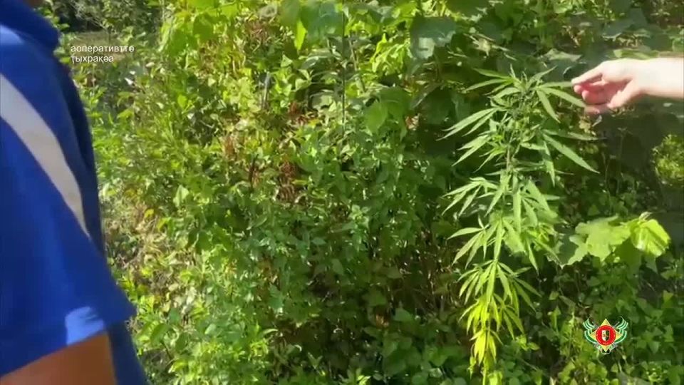 Арышьыга злыуа аиаахкы аарыхразы иаанкылоуп ыџьа атылауаа
