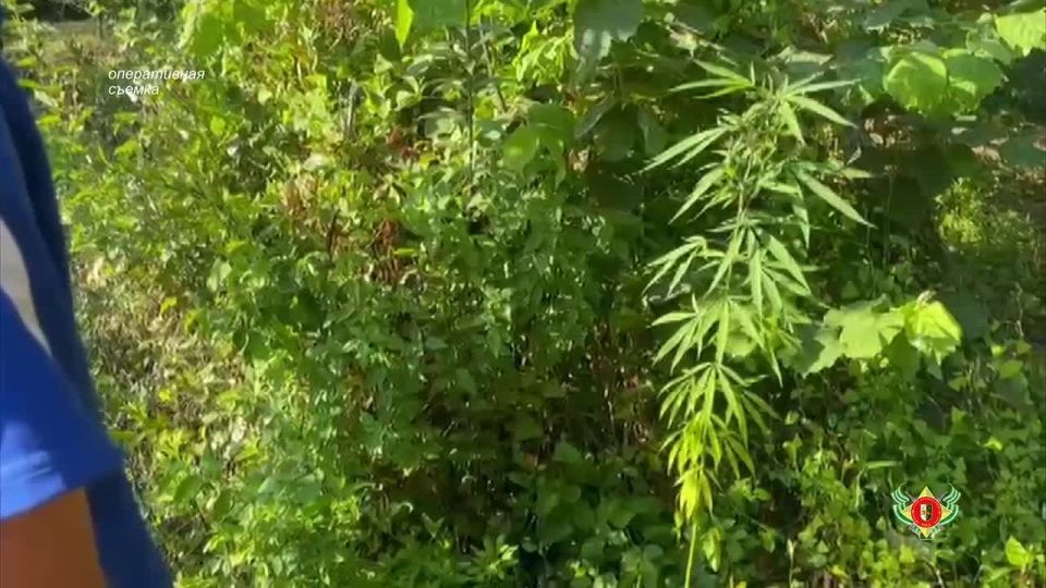 Двое граждан задержаны за возделывание наркосодержащих растений