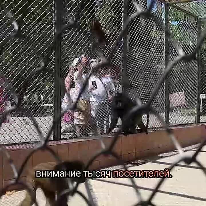 Сухумскому научно-исследовательскому институту экспериментальной патологии и терапии исполнилось 98 лет