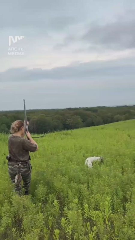 Кама Квициния – охотница.. С открытием сезона она приезжает в Абхазию из Новочеркасска, охотиться на перепелов. Здесь, на родном поле в селе Атара, она приобрела первые полевые навыки и добыла свою первую дичь