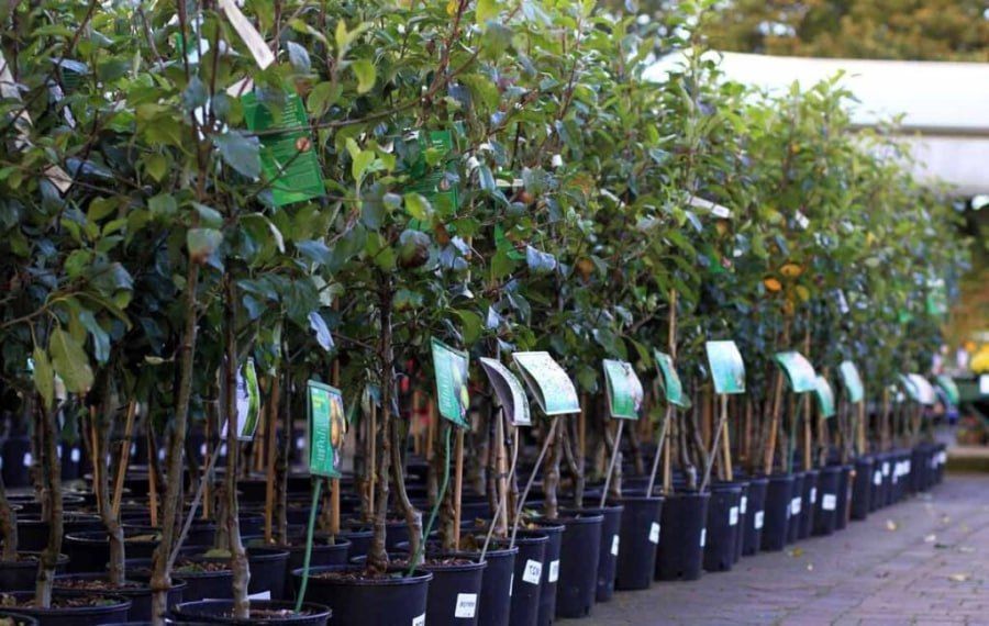 25 сентября Министерство сельского хозяйства проведет встречу с фермерами и предпринимателями, занятыми в агропромышленном комплексе Абхазии