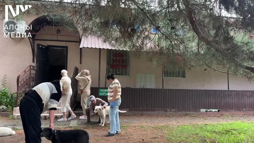Благотворительную акцию по стерилизации бездомных собак провели в Пицунде 28 сентября