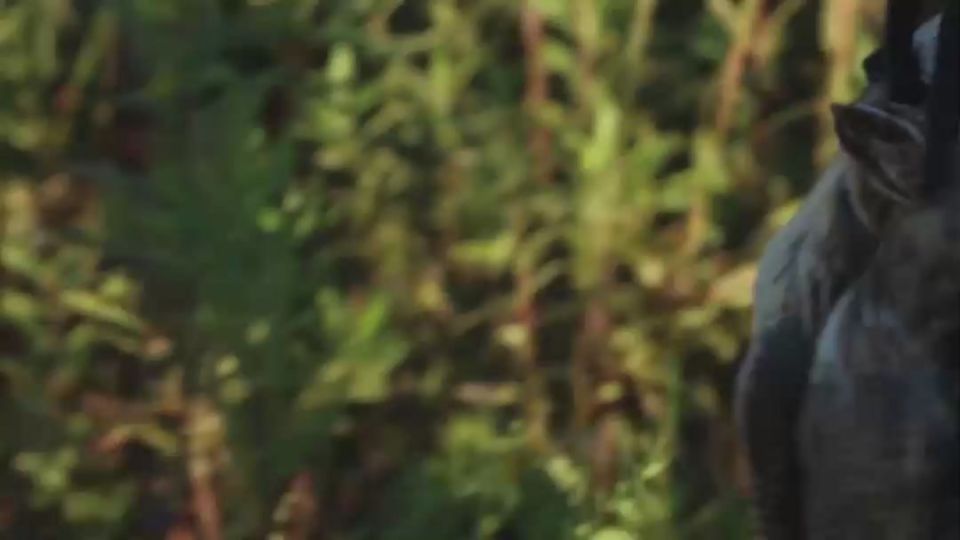 Президент Бадра Гунба и вице-президент Беслан Бигвава поучаствовали в охоте на перепела