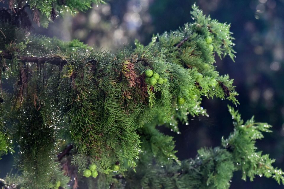 Прогноз погоды в Абхазии на понедельник 20 октября