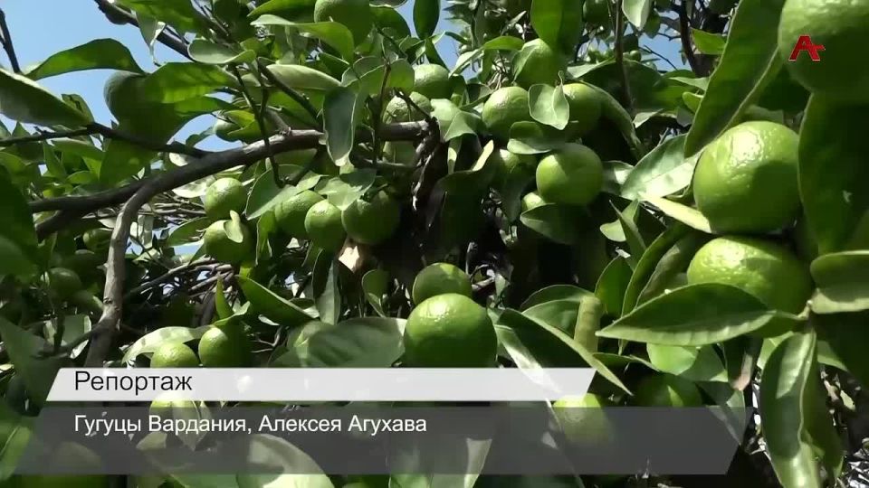 УРОЖАЙ ЗОЛОТОЙ ОСЕНИ. Солнечный урожай - совсем скоро в Абхазии начнется сбор цитрусовых