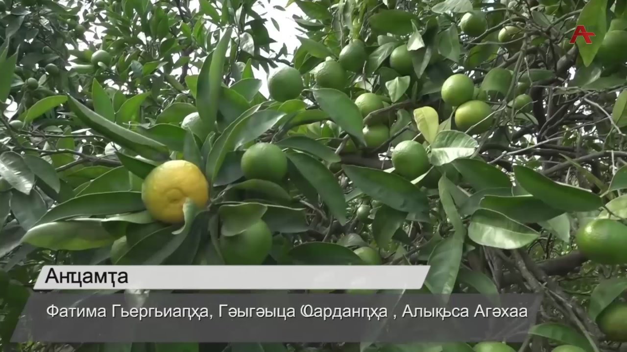 АГАЛАНТИ АБЕИАРА. Изеишроузеи сынта ацитруст шыр аара ? Асны Ахада ида инаыршаны еикааума ашыр ааа ахыгара