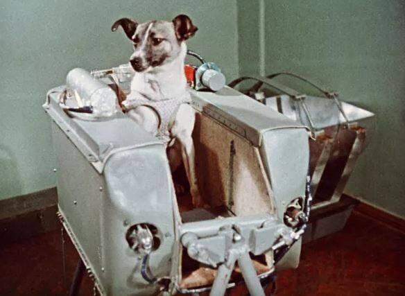 3 ноября 1957 года был запущен "Спутник-2" — первый биологический спутник Земли с собакой на борту