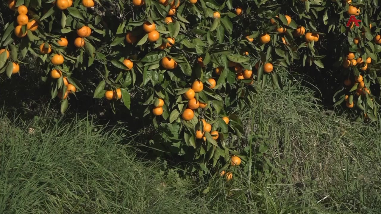 Асезон иалагазар Аснынти Урыстылаа шь-нызьи бжаки тонна рына амандарина рышьхьеит