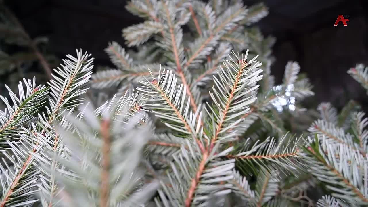 Иааигахоит ашыс ыц. Изаканымка аса лаа аны нас ур рыиразы иау ауаа рус хацдыркуеит аныа ааигахацыхьаа