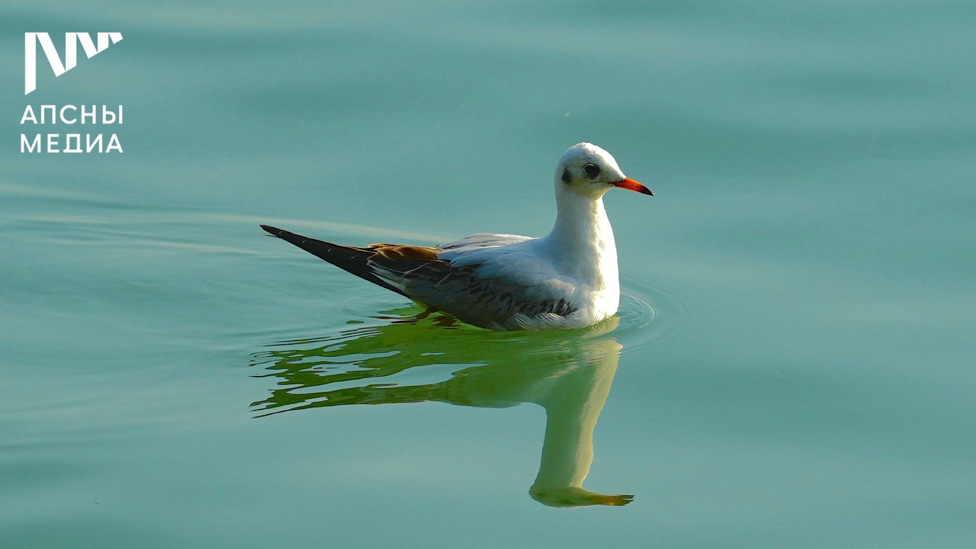 В понедельник, 17 ноября, ожидается переменная облачность, без осадков