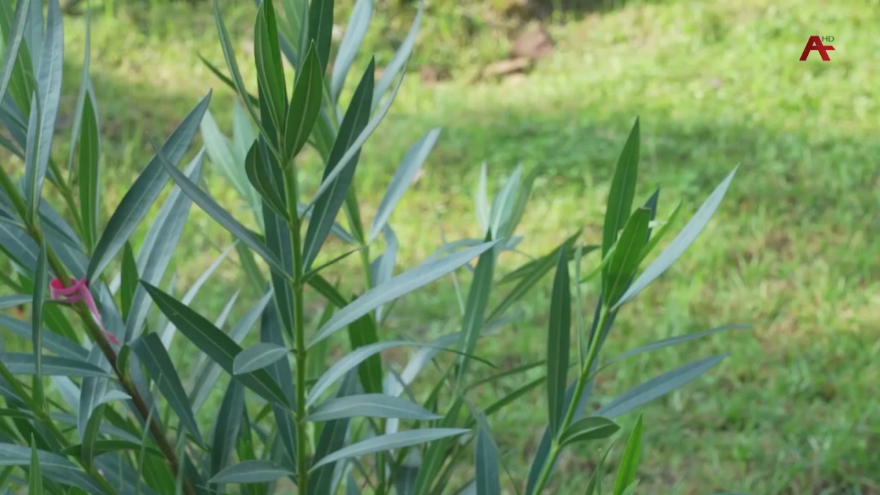 Курченко лыхь зху аныалаь абачаны, Аьиара аллеиа шьааркуп