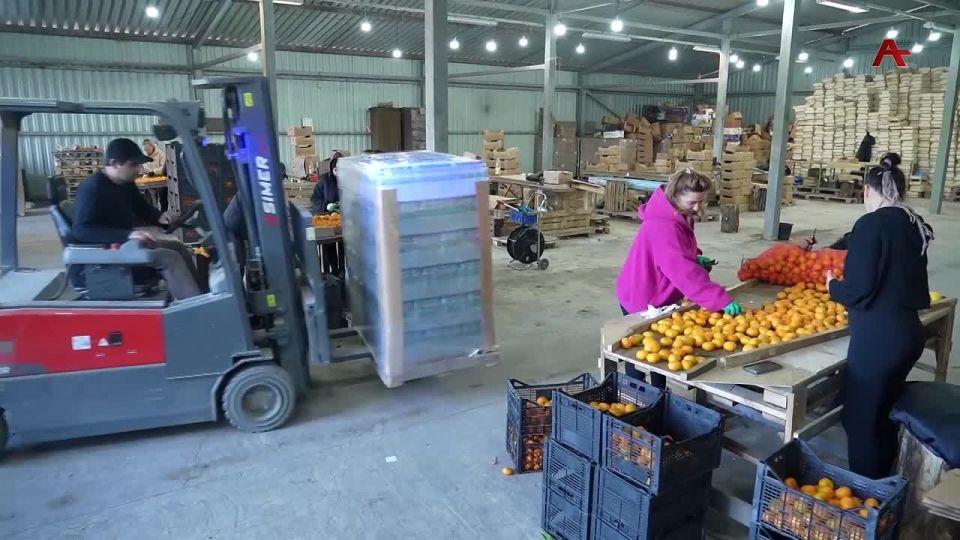 ЦИТРУСОВЫЙ БУМ. Почти два месяца как в посёлке Агудзера Гулрыпшского района ведётся приём сельхозпродукции у населения