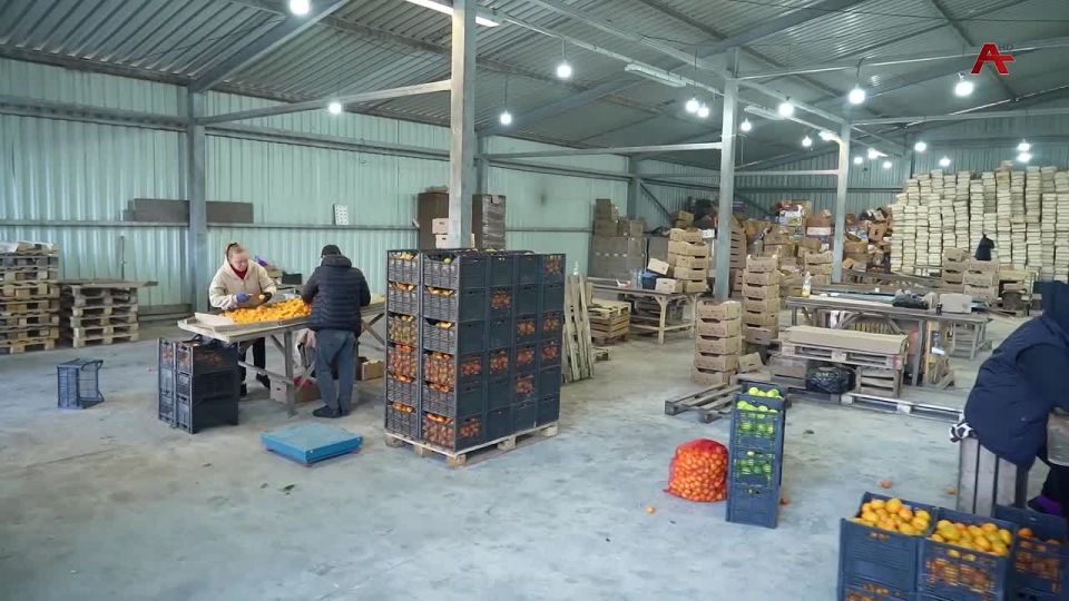 Закхыра ааоу аилак «Абхазскаиа долина» ауаасыра рынт афеихоеи, амандаринеи рыдкылара иалагеит