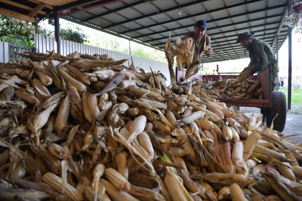 Белая "королева" абхазских полей: сбор кукурузы в селе Уарча