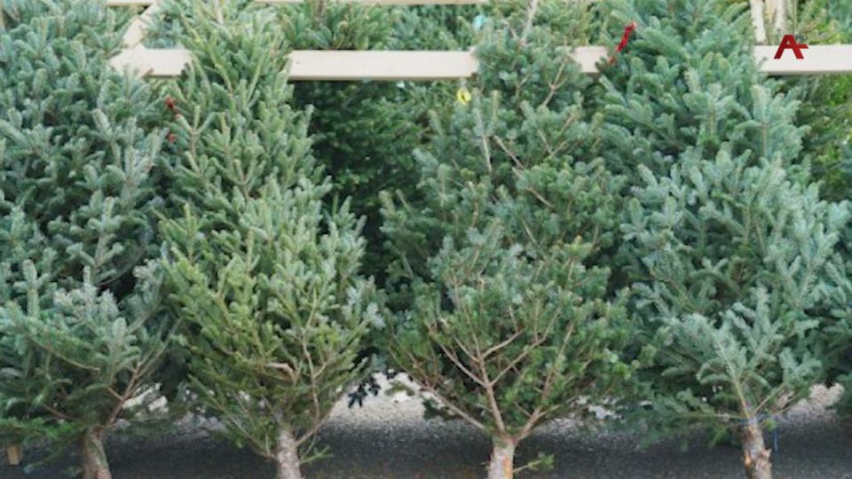 Асны Аминистрца Реилазаара ашыс ыц азы асалаа рыара азин ааннакылоит