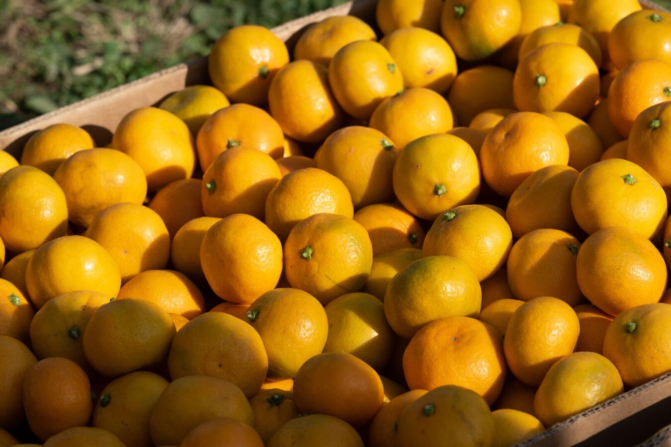 Жители Очамчырского района собрали новогодний гуманитарный груз для Донбасса